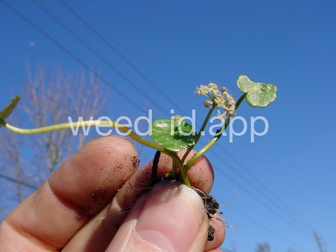 pennywort, whorled